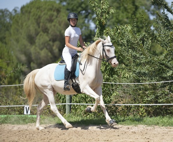 Entraînement équestre : développer une communication parfaite avec votre cheval