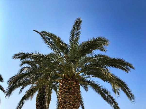 Luttez efficacement contre les maladies des palmiers : conseils et solutions